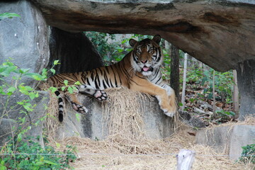 a tiger in a  zoo