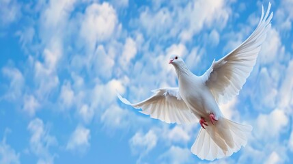Fototapeta premium White dove flying gracefully against a backdrop of blue sky and fluffy clouds conveying peace and freedom in nature