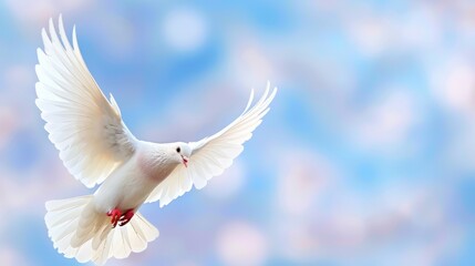 Obraz premium Majestic White Bird in Flight Against Soft Blue and Pink Background Capturing Freedom and Gracefulness