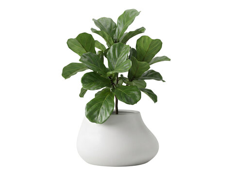 Elegante Geigenfeige (Ficus lyrata)