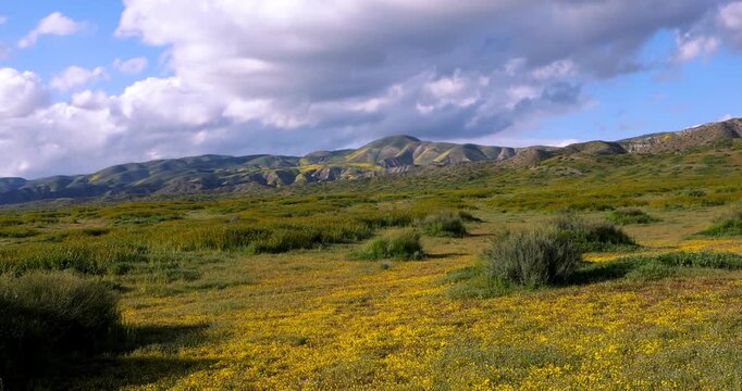 Yellow wildflowers blooming in a vast green meadow Carrizo Plain national monument, California.