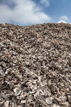Large mound of empty oyster shells piled high outside a seafood processing facility in Charleston, Oregon. Captures the scale of shellfish harvesting and processing along the Pacific coast.