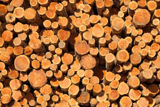 Detailed view of freshly cut logs stacked for lumber at a mill in Coos Bay, Oregon.