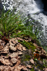 Dried Leaves and Green grass with Sunlight and Sparkling Water Bokeh Background