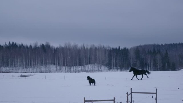 Horses running on the field in the snow.
