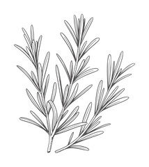 Fototapeta premium Black and white line of rosemary sprigs with leaves herb plant botanical