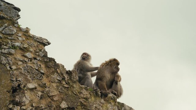 Two Barbary macaques sitting on a rocky cliff on the Rock of Gibraltar, one grooming the other against a clean sky background.
