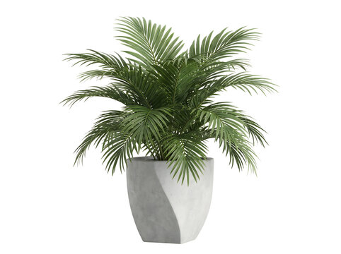 Kentia Palme