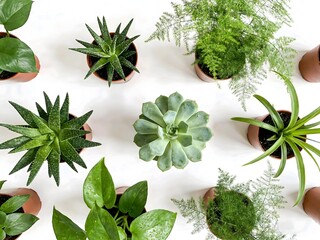 Obraz premium herbs and spices houseplants, greenery, indoor garden, botanical, minimal plants, natural decor, foliage, fresh, botany, calm, urban jungle, potted plant