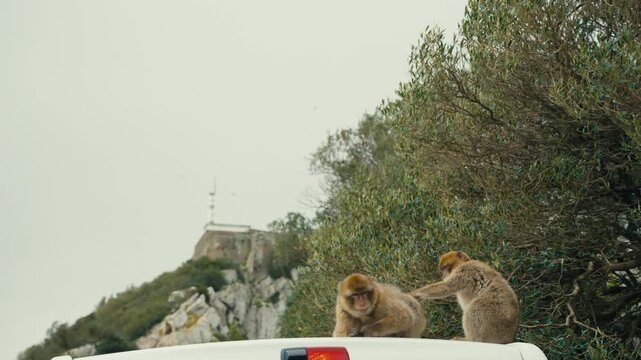 Two Barbary macaques sitting and grooming on a car roof near the Rock of Gibraltar, blending wildlife and urban tourism.