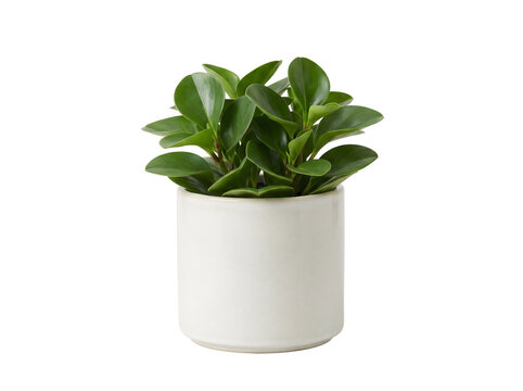 Peperomia
