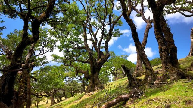 Ancient laurel forest Fanal in Madeira island, Portugal.
