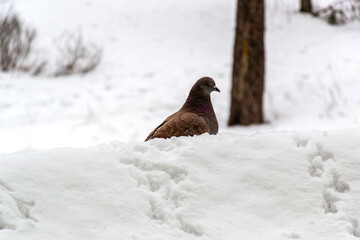 Fototapeta premium Pigeon standing on snow with a blurred winter background