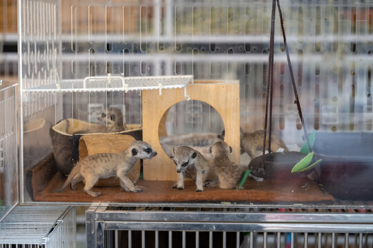 Meerkats inside small enclosure at Chatuchak pet market Bangkok