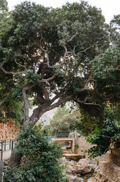 Mediterranean tree and stone bridge in Sa Calobra village, Mallorca