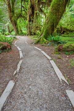 A scenic trail winds through the Hall of Mosses in Olympic National Park, surrounded by lush green moss and ancient trees on the Olympic Peninsula, Washington.