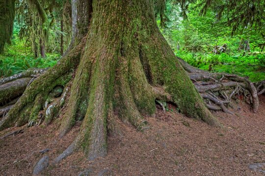 A massive moss-covered tree trunk with exposed roots in the lush rainforest of Olympic National Park, Olympic Peninsula, Washington.