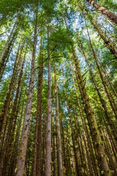 Towering evergreen trees and moss-covered trunks form a lush forest canopy in Olympic National Park, Olympic Peninsula, Washington.