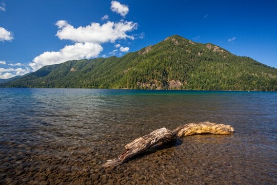 Driftwood resting in the shallow waters of Lake Crescent with forested mountains in the background, Olympic National Park, Washington.