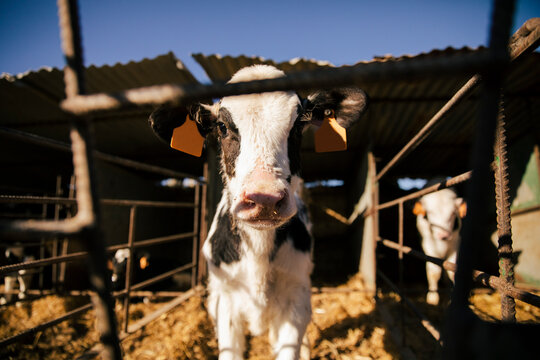 Dairy calf standing in barn stall on rural farm looking at camera