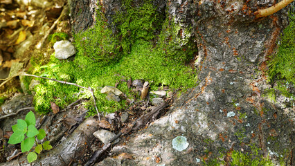 Fototapeta premium Natural Moss Background for Product Photography with Bright Green Texture