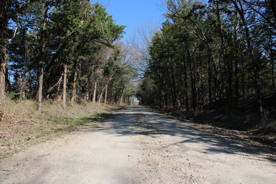 Gravel country road running through dense rural forest in Texas with tall trees and clear blue sky.