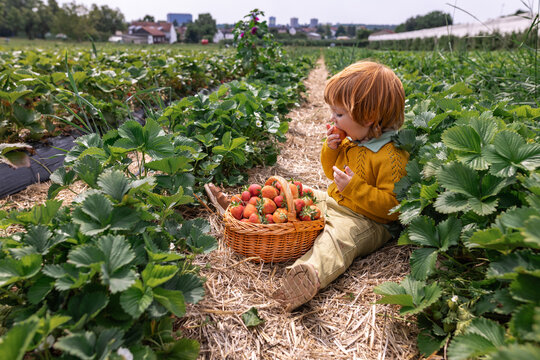 Child enjoying strawberry picking on a sustainable farm in summer
