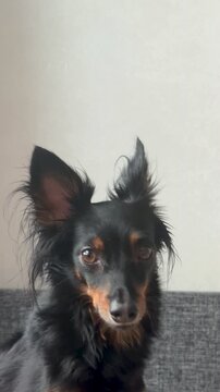 The happy young Prague rat trap Ratlik, the Lieben chamois is sitting on the couch at home. Vertical video 4k