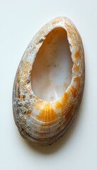 Beautiful Natural Shell with Unique Patterns and Textures