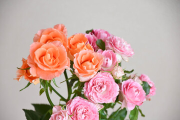 ピンクとオレンジのばら