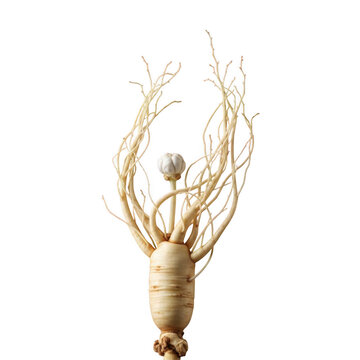 White radish with long roots isolated on transparent background