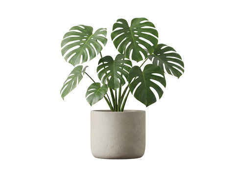 Moderne Monstera