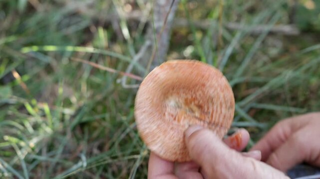 Hand Cutting Saffron Milk Cap Mushroom With Knife In Wild Forest