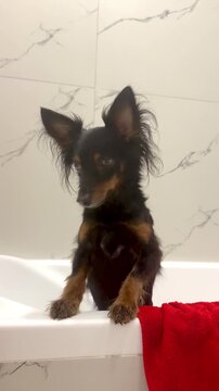 Ratlik, a happy young Prague rat trap, and the Lieben chamois are standing in the bathroom, after a walk, the owner washes the dog's paws. Vertical video 4k