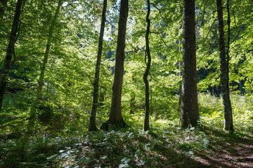 Obraz premium Laubwald im Gegenlicht, Oberbayern, Bayern, Deutschland