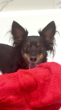 Ratlik, a happy young Prague rat trap, and the Lieben chamois are standing in the bathroom, after a walk, the owner washes the dog's paws. Vertical video 4k