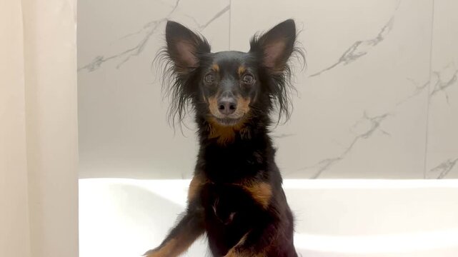 Ratlik, a happy young Prague rat trap, and the Lieben chamois are standing in the bathroom, after a walk, the owner washes the dog's paws.Video 4k