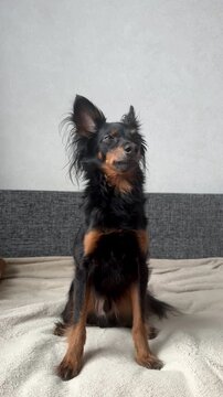 The happy young Prague rat trap Ratlik, the Lieben chamois is sitting on the couch at home. Vertical video 4k