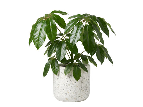 Moderne Schefflera mit gl&auml;nzenden Bl&auml;ttern