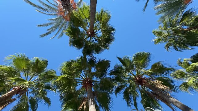 Date palms with long hanging fronds against a blue sky, viewed from below upward.