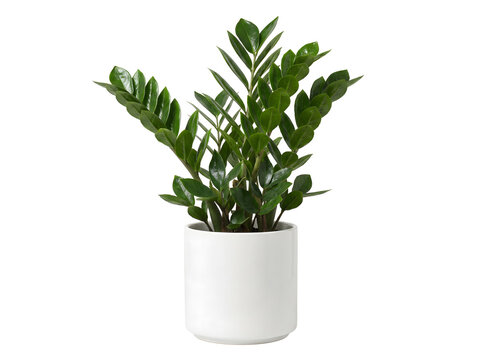 Moderne Zamioculcas