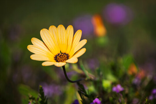 Cape Marigold, African Daisy Dimorphotheca
West Coast National Park, Langebaan, Western Cape, South Africa