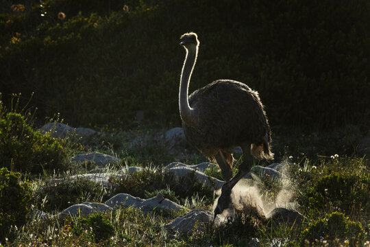 Female Ostrich on the Move in Cape Fynbos Landscape
West Coast National Park, Langebaan, Western Cape, South Africa