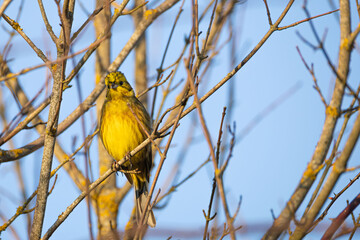 Great tit (Parus major) perched on tree branch in warm golden evening light © Paul V.