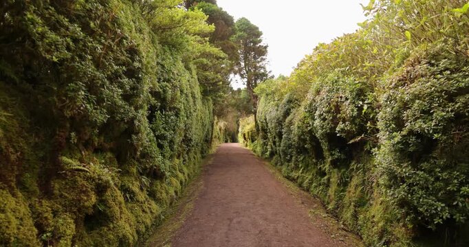 A path through a forest with a row of bushes on either side Sao Miguel, Azores