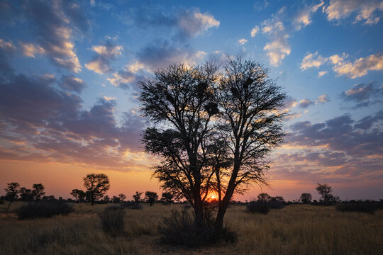 Sunset on the horizon, light clouds and the outline of trees.