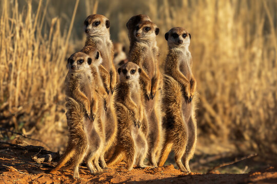 Meerkats, Suricata suricatta, a clan lined up at the den entrance.