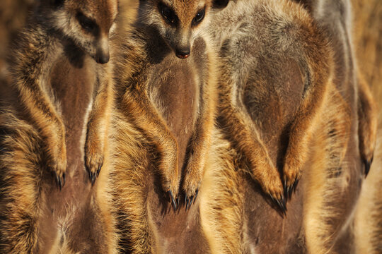 Meerkat, Suricata suricatta, a row of animals, claws on stomachs.