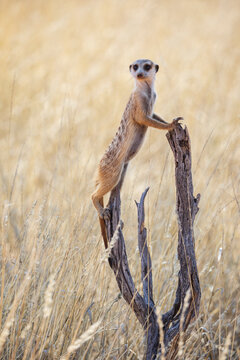 Meerkat, Suricata suricatta, at a sentry post on a dead tree branch.