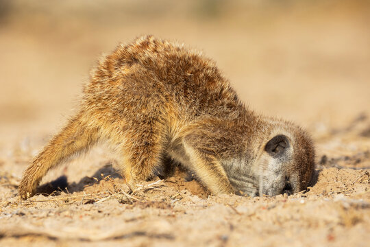 Meerkat, Suricata suricatta, foraging for bugs and insects in the sand.